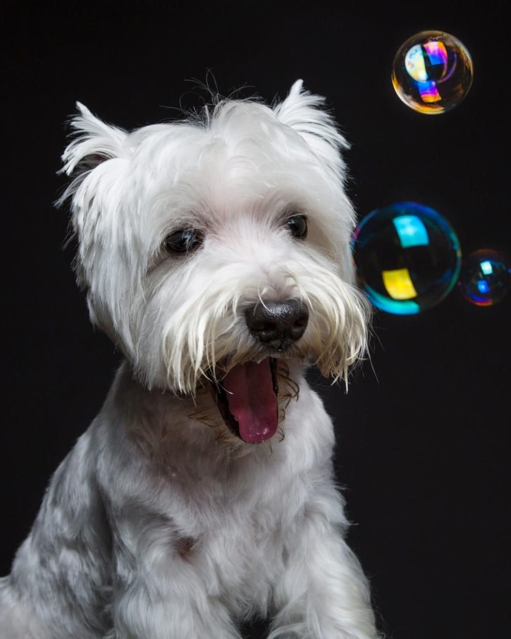 Westie amb la llengua fora entre bombolles de sabó · Objectiu Fotògrafs, Reus