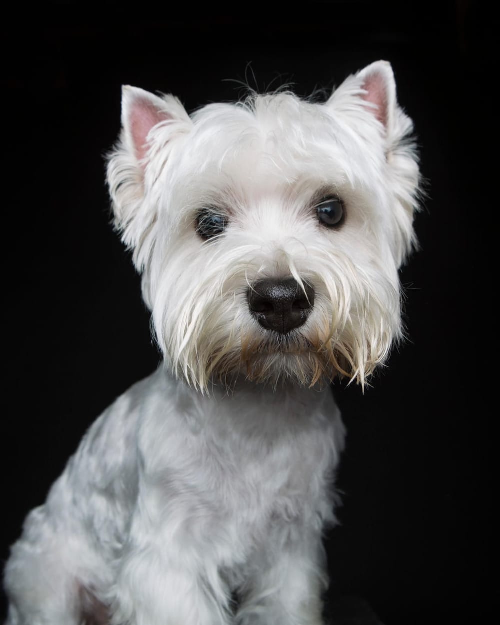 Retrat d'un westie blanc sobre fons negre · Objectiu Fotògrafs, Reus