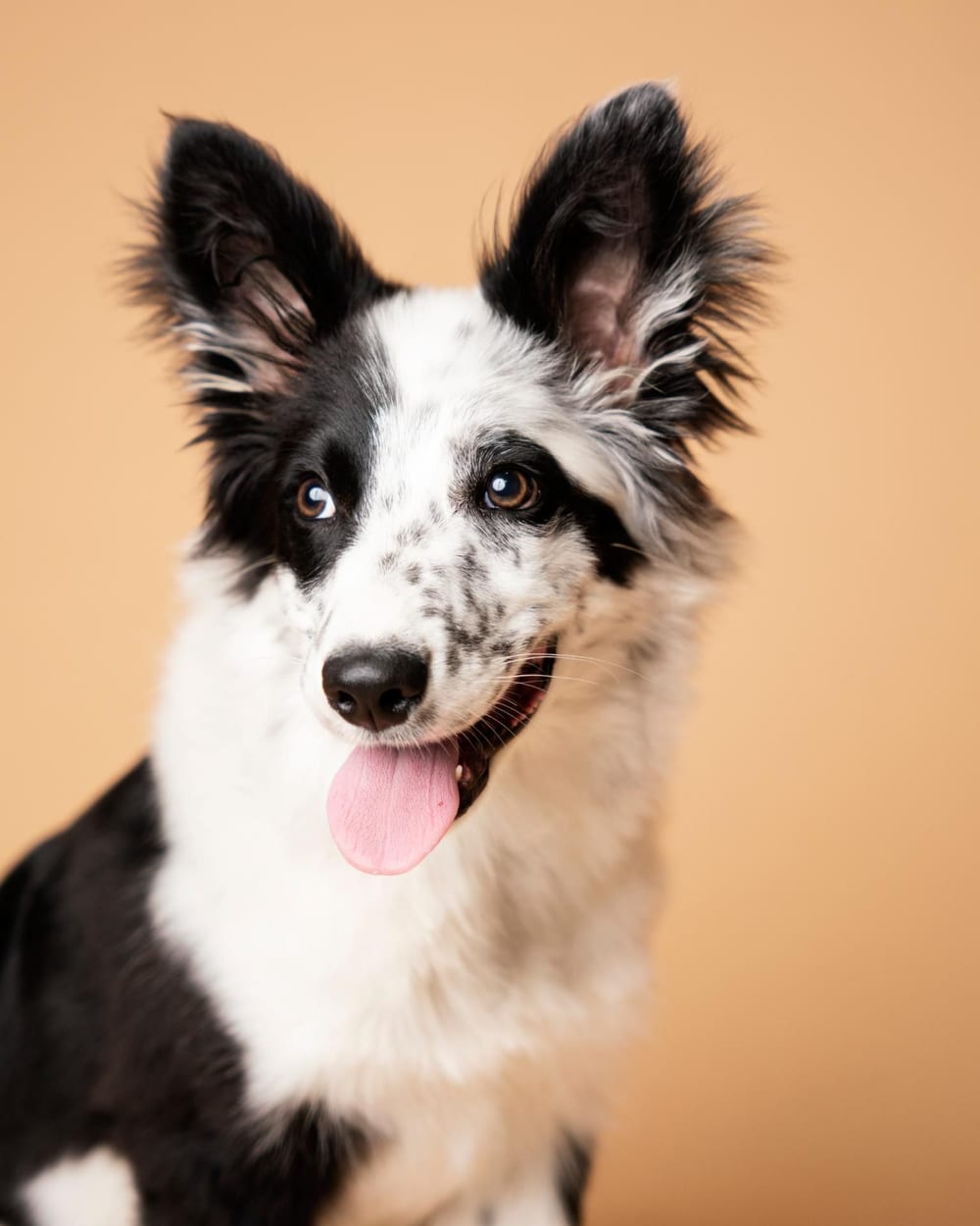 Border collie somrient sobre fons taronja · Objectiu Fotògrafs, Reus