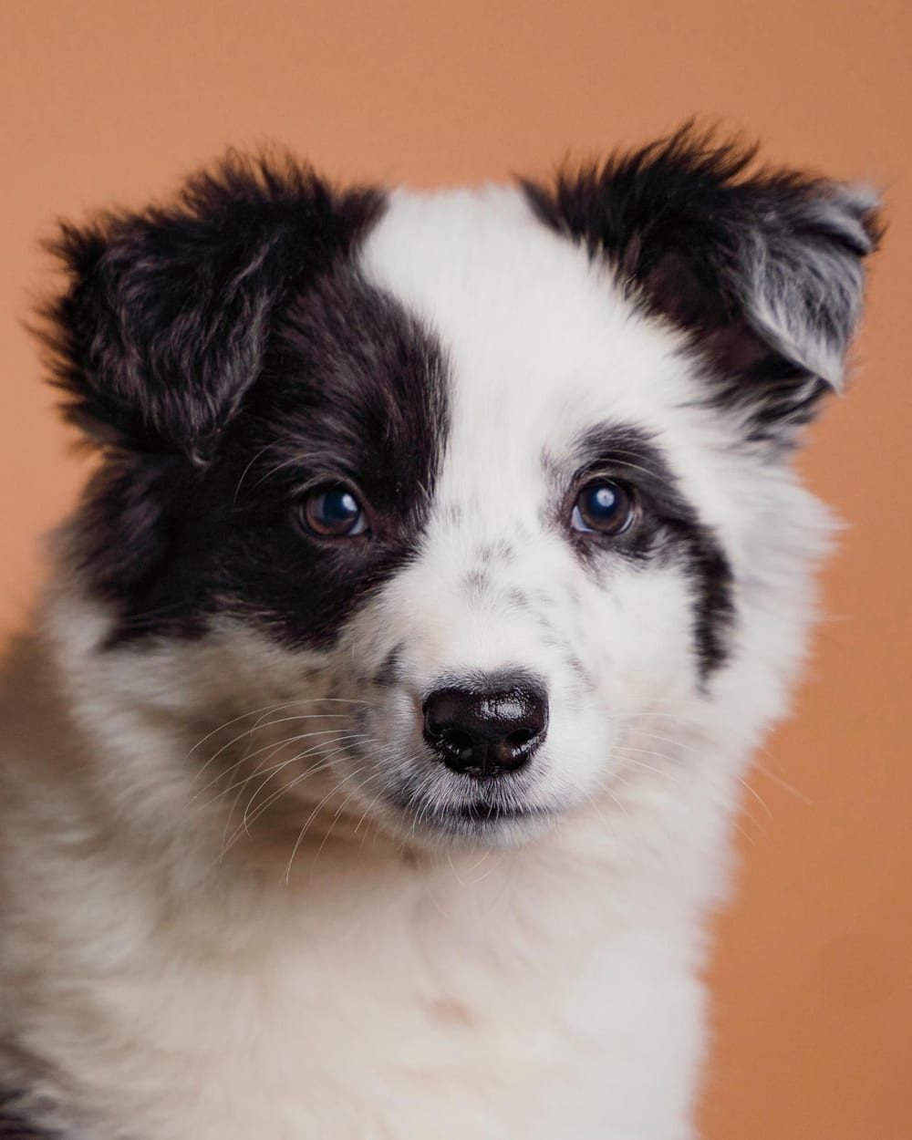 Cadell de border collie sobre fons taronja · Objectiu Fotògrafs, Reus
